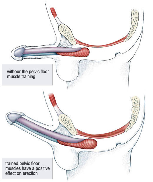 Kegels - Penis Enlargement Exercises. 