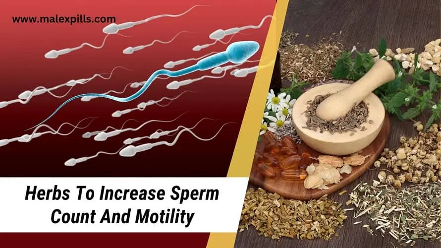 Best-Herbs-For-Sperm-Motility
