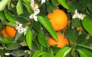 Citrus Fruit