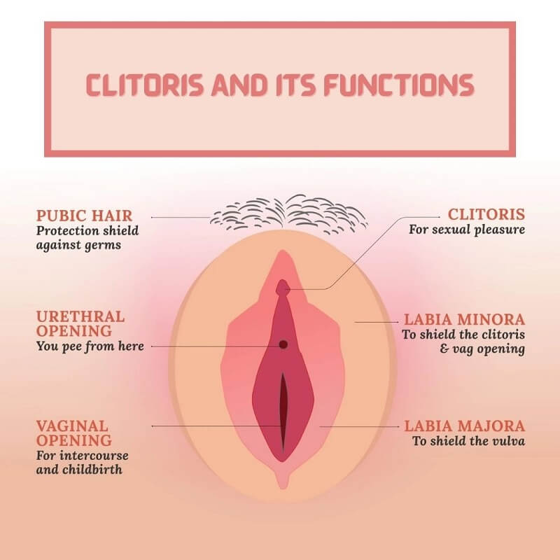 Clitoris Functions