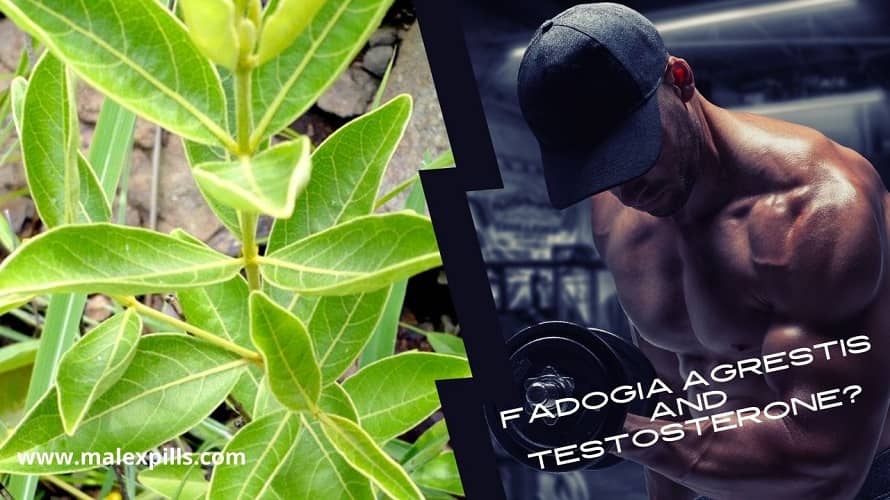 Fadogia Agrestis Testosterone