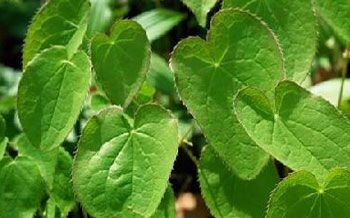 Epimedium brevocorum