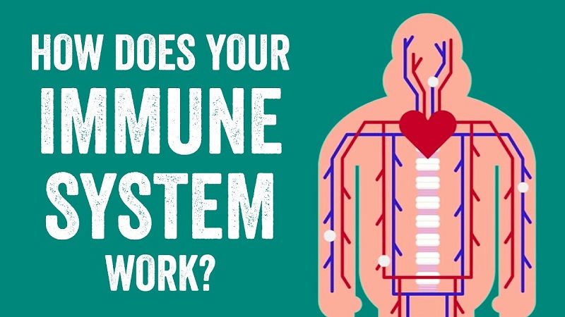 How-Immune-System-Works