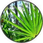 Saw Palmetto