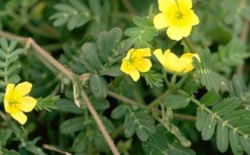 Tribulus Terrestris