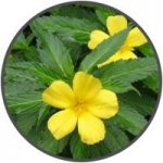 Damiana VigRX Ingredient