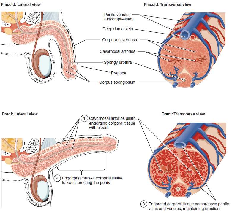 PENIS SHEATH