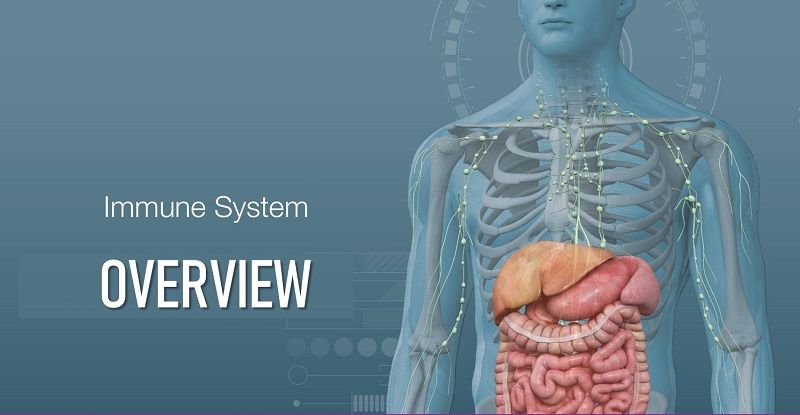 Immune System Image